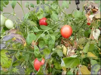 c044.webp