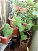 c047.webp