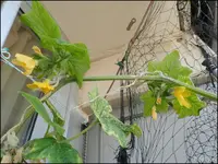 c048.webp