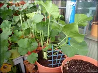 c0053.webp