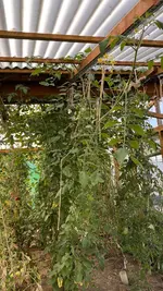 IMG_8266.jpeg