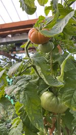 IMG_8264.jpeg