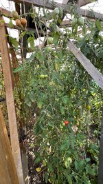 IMG_8280.jpeg