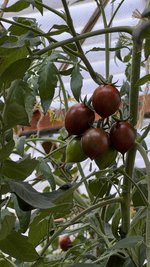 IMG_8284.jpeg