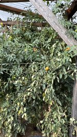 IMG_8291.jpeg
