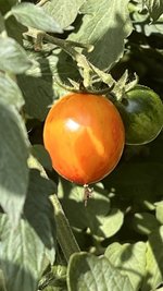 IMG_8287.jpeg