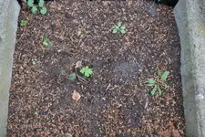 Storchschnabel Rozanne Tr16 20230829.webp