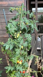 IMG_8296.jpeg