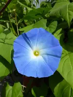 P1020452Hellblaue Trichterwinde.webp