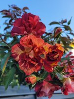 20230907_073905.jpg