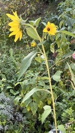 IMG_8300.jpeg