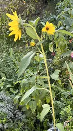 IMG_8300.jpeg