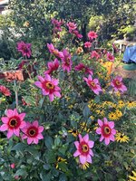 IMG_8966.jpeg