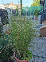 IMG_20230920_083728.jpg