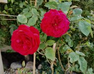 IMG_20230928_080947.jpg