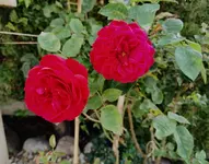 IMG_20230928_080947.webp