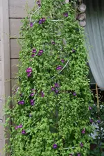 Kletterndes Löwenmäulchen0620.webp