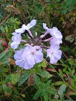 IMG_20231006_093036_1.webp