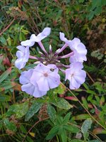 IMG_20231006_093036_1.jpg