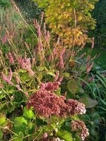IMG_20231006_093124.jpg