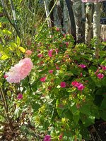 IMG_20231006_093156.jpg