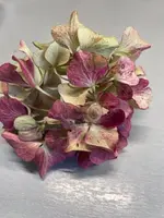 IMG_2797.webp IMG_2797.webp