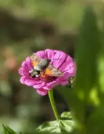 Taubenschwänzchen.webp