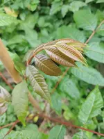 IMG_20231007_100731.webp
