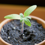 wintertomate.webp