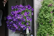 Ok     t.0423.webp