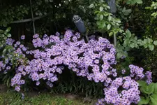 Ok     t.0723.webp