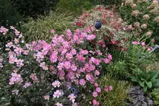 Ok     t.0823.webp