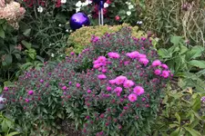 Ok     t.1123.webp