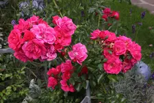 Ok     t.1623.webp