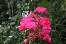 Ok     t.1923.webp