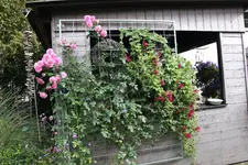 Ok     t.2023.webp
