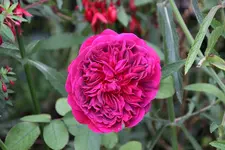 Ok     t.2323.webp