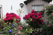 Ok     t.3323.webp