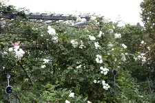 Ok     t.3623.webp