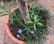 Crocus speciosus (1).jpg