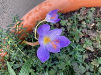Crocus speciosus.jpg