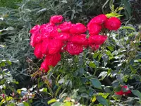 DSC03185.webp