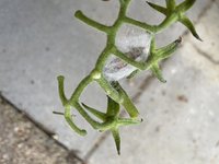 IMG_2812.jpeg