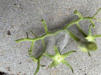 IMG_2811.jpeg