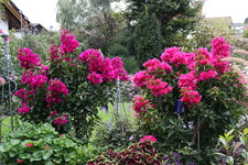 Bougenvillea   1623.JPG