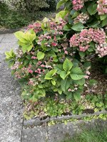 IMG_0115.jpeg