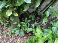 IMG_0117.jpeg