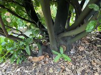 IMG_0118.jpeg