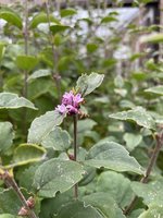 IMG_0120.jpeg