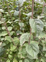 IMG_0121.jpeg